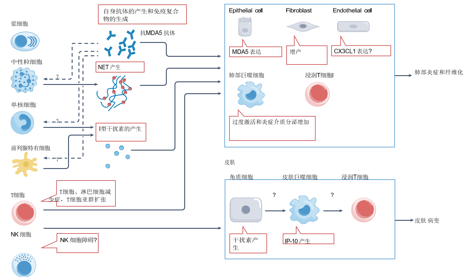 MDA5-DM的免疫发病机制